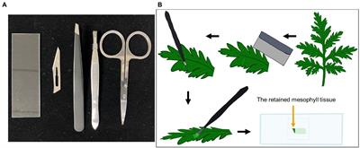 A high-efficiency trichome collection system by laser capture microdissection